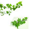 천연 담쟁이 잎 추출물 분말 Hedera 나선 추출물 10:1 또는 10% Hederacoside C
