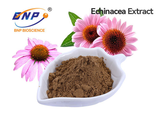 Echinacea Purpurea 추출물 폴리페놀 4% 식품 등급