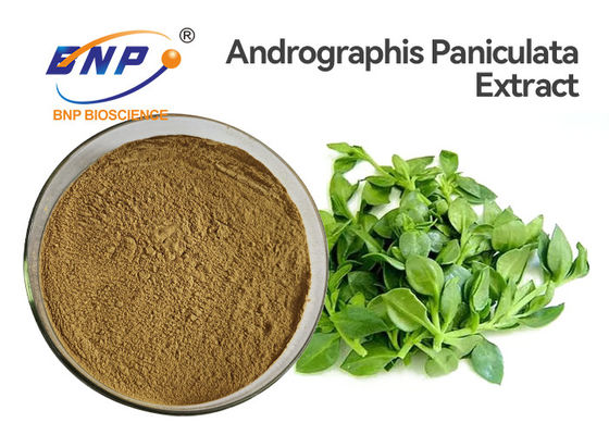 항바이러스성 Andrographis Paniculata 추출물 분말 50% Andrographolide HPLC